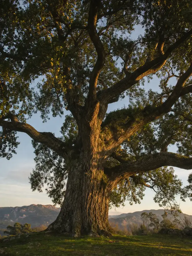 Porte-manteau sur pied arbre